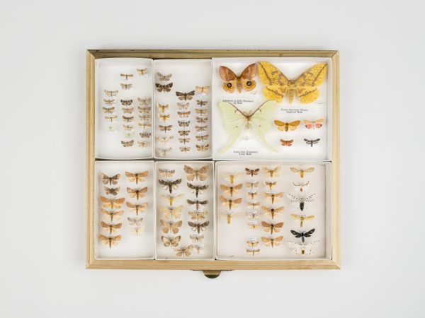 A shot of various preserved moths displayed in a drawer