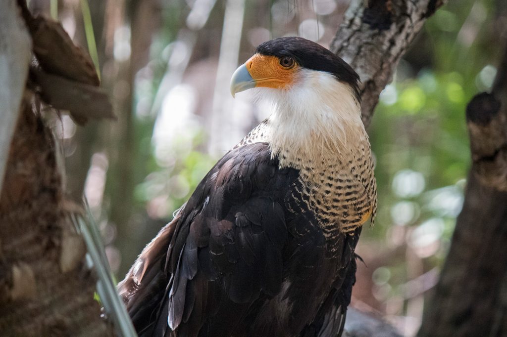 Extinct Caribbean bird yields DNA after 2,500 years in