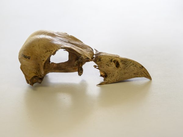 fossil bird skull
