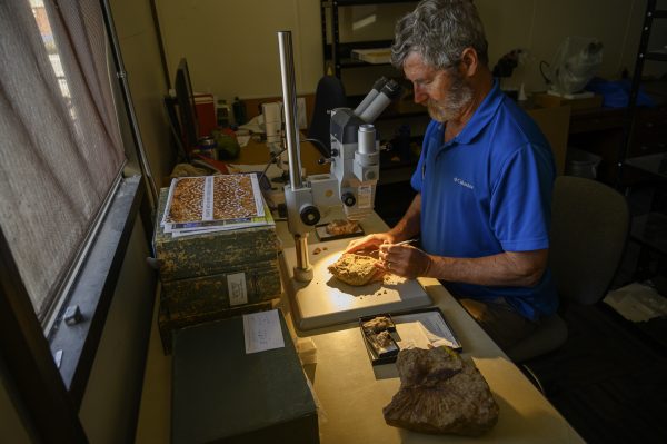 A scientist examining a fossil