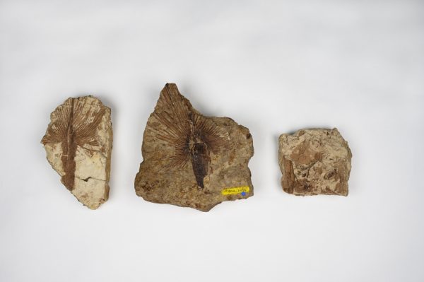 Specimens from the paleobotany collection pictured against a white background