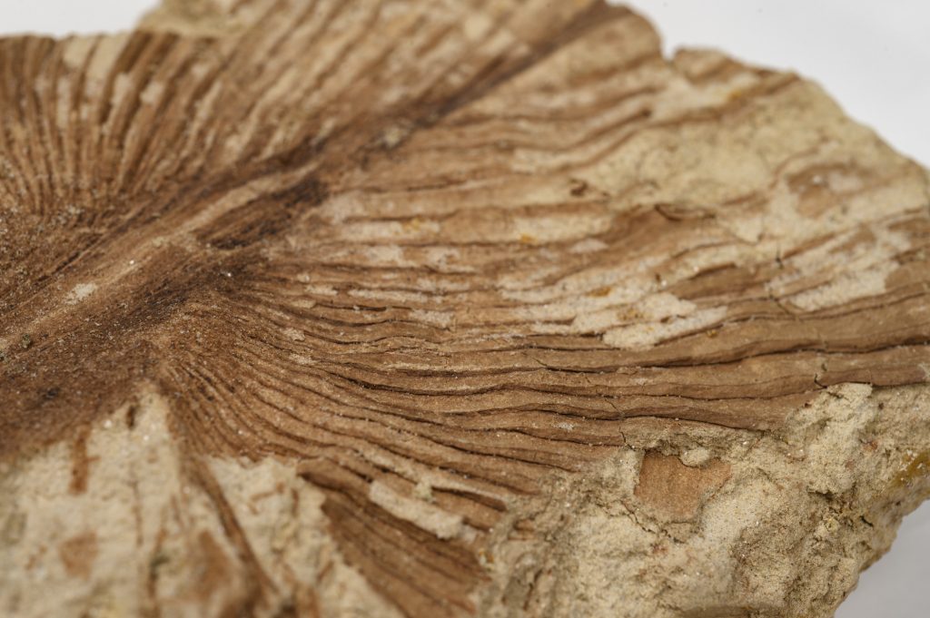 A close-up image of a fossil palm impression collected from Alum Bluff