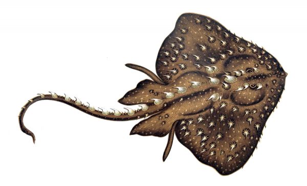 A color illustration of a thorny skate with dramatized thorns
