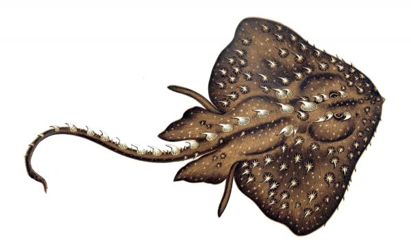 Illustration by Henri Gervais in the public domain A color illustration of a thorny skate with dramatized thorns
