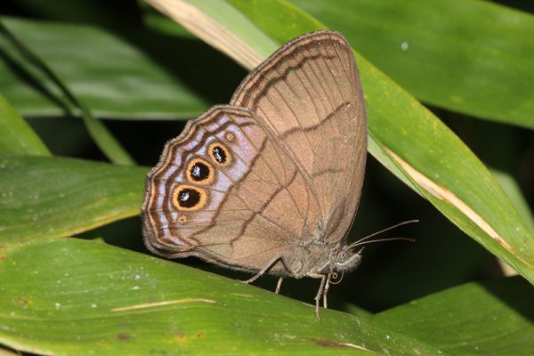 butterfly on leaf