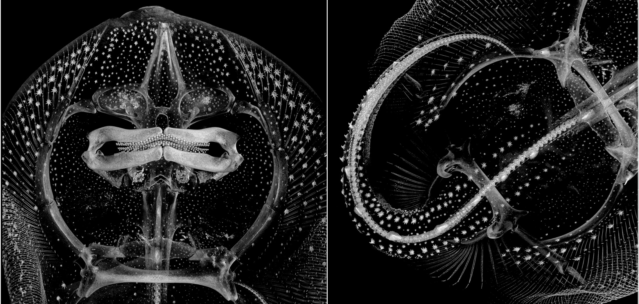 Florida Museum image by Zachary Randall A black and white CT scan of a thorny skate showing its skeleton, muscles and internal organs