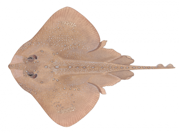 Illustration by Lindsay Gutteridge A color illustration of a brown skate with thorns and a textured body