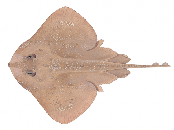 A color illustration of a brown skate with thorns and a textured body