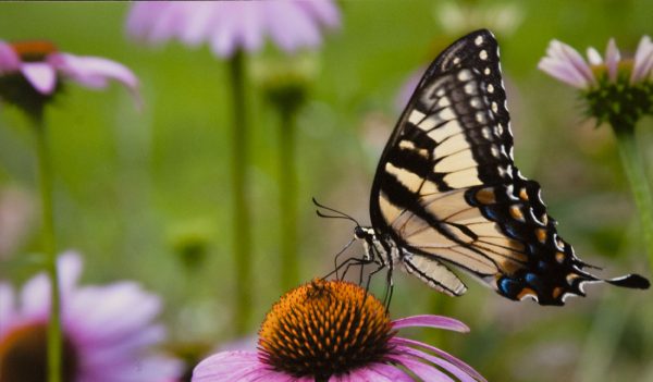 yellow butterfly on coneflower