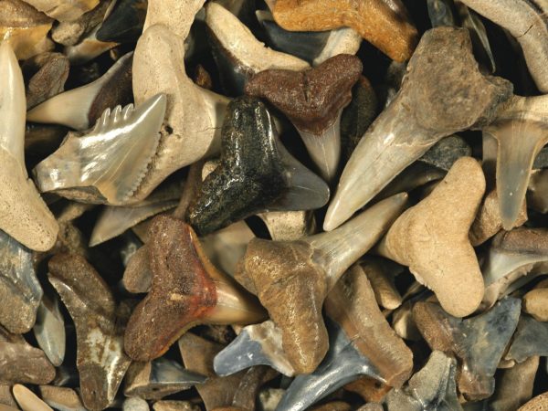 pile of large variety of fossil shark teeth showing a variety of shapes and colors