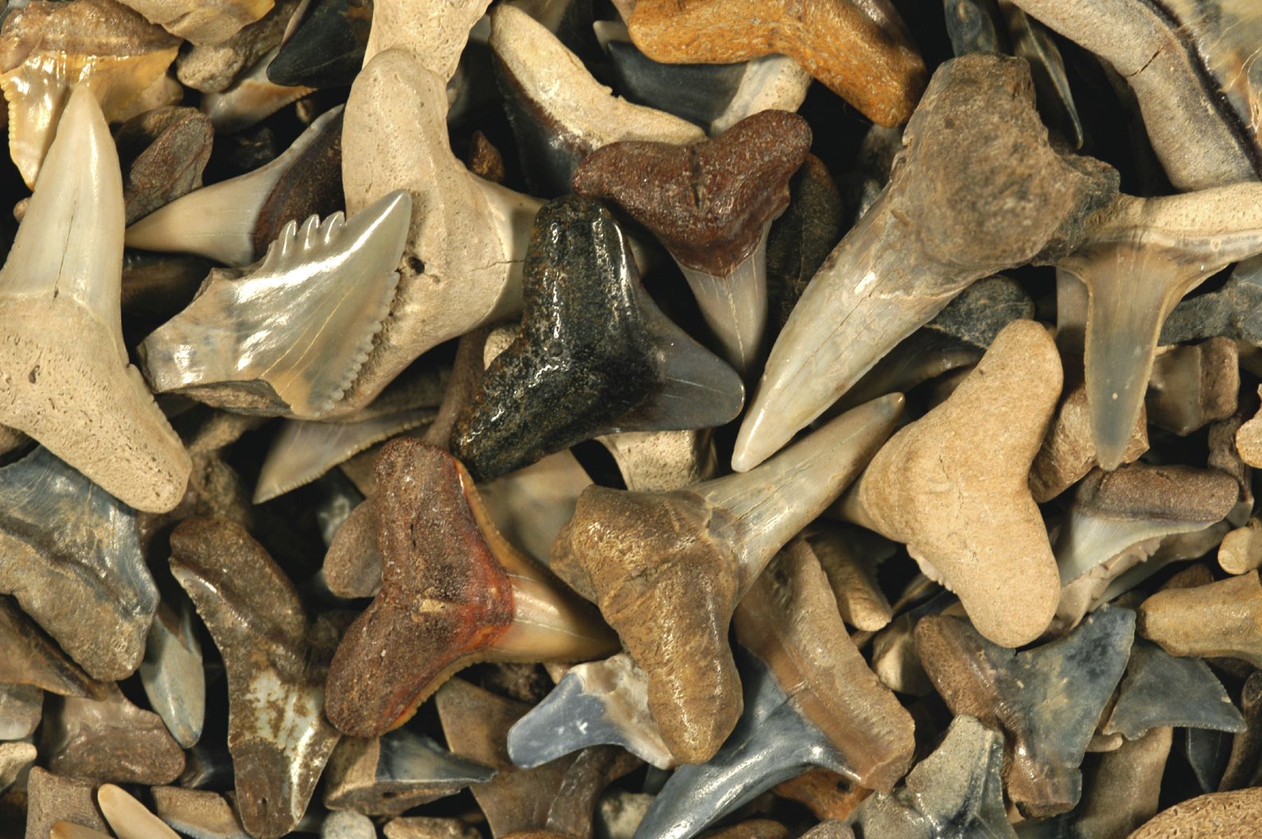 Top 55+ imagen shark fossil teeth