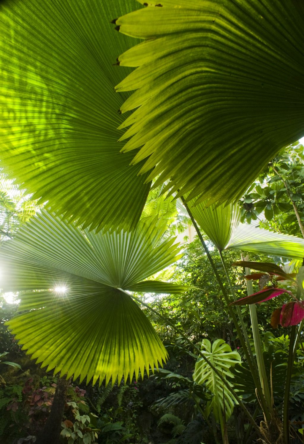 large palm fronds