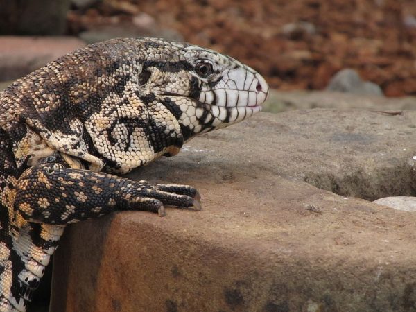 black and white lizard