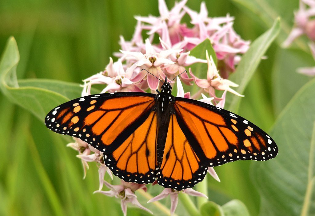 monarch on pink flowers