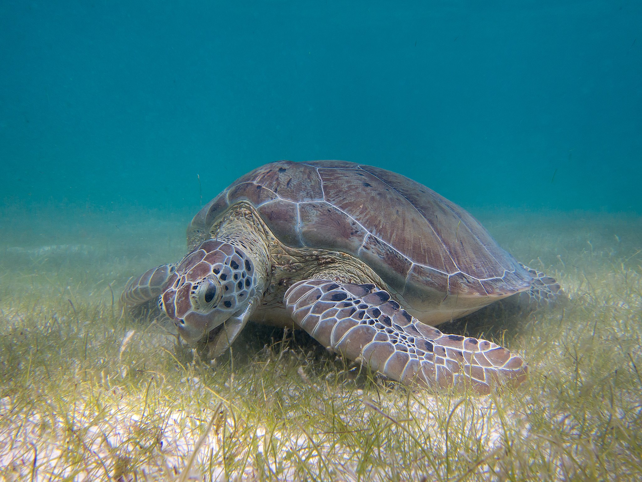 An overlooked ecosystem: seagrass meadows - Synchronicity Earth