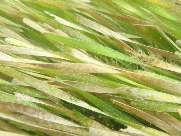 close-up of seagrass