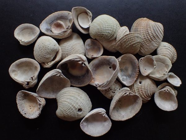 group of white shells