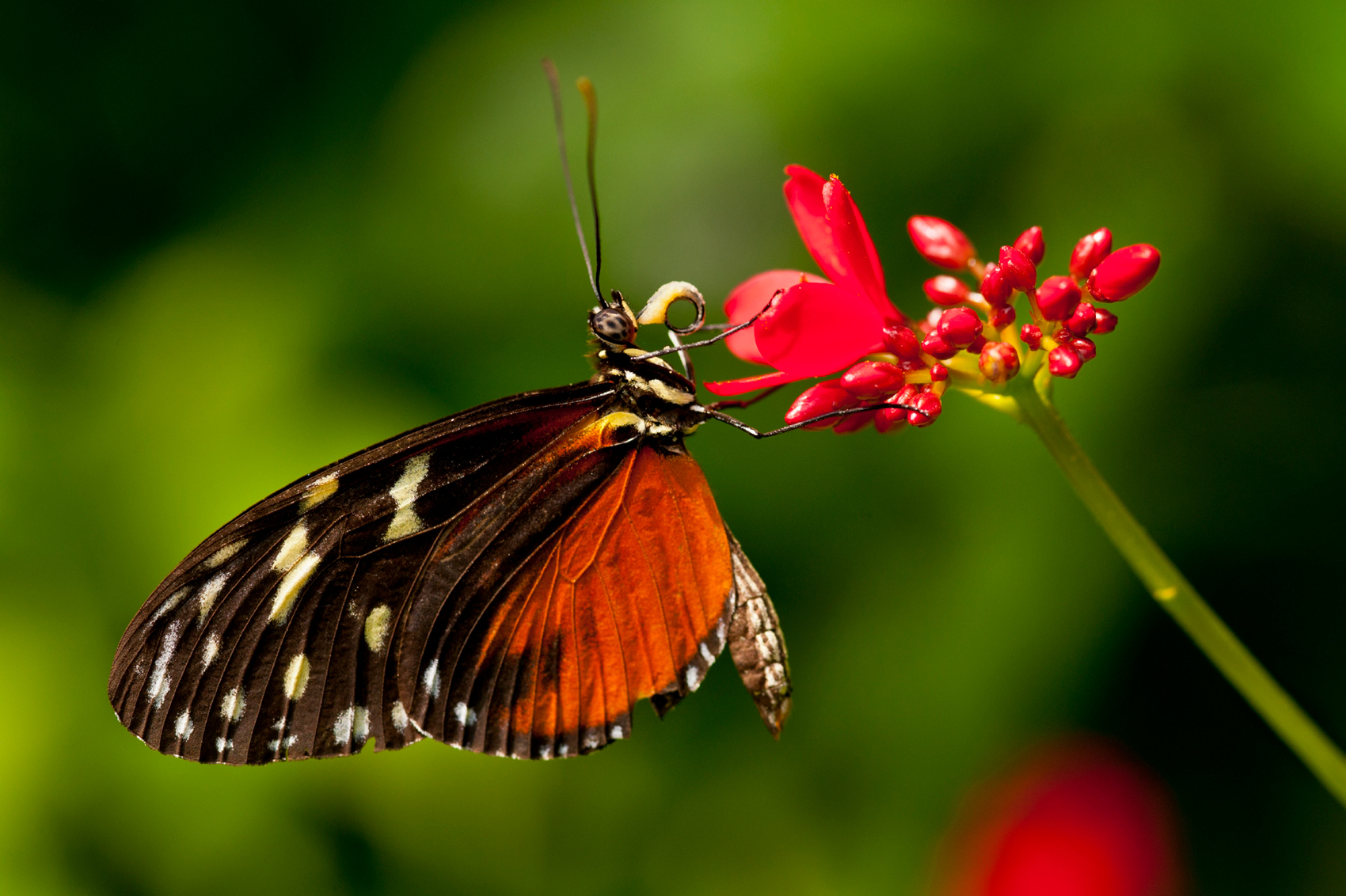 Butterflies and plants evolved in sync, but moth ‘ears’ predated bats Research News