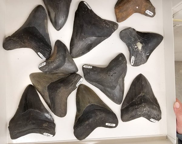 drawer of a dozen megalodon fossil teeth showing slight color variations