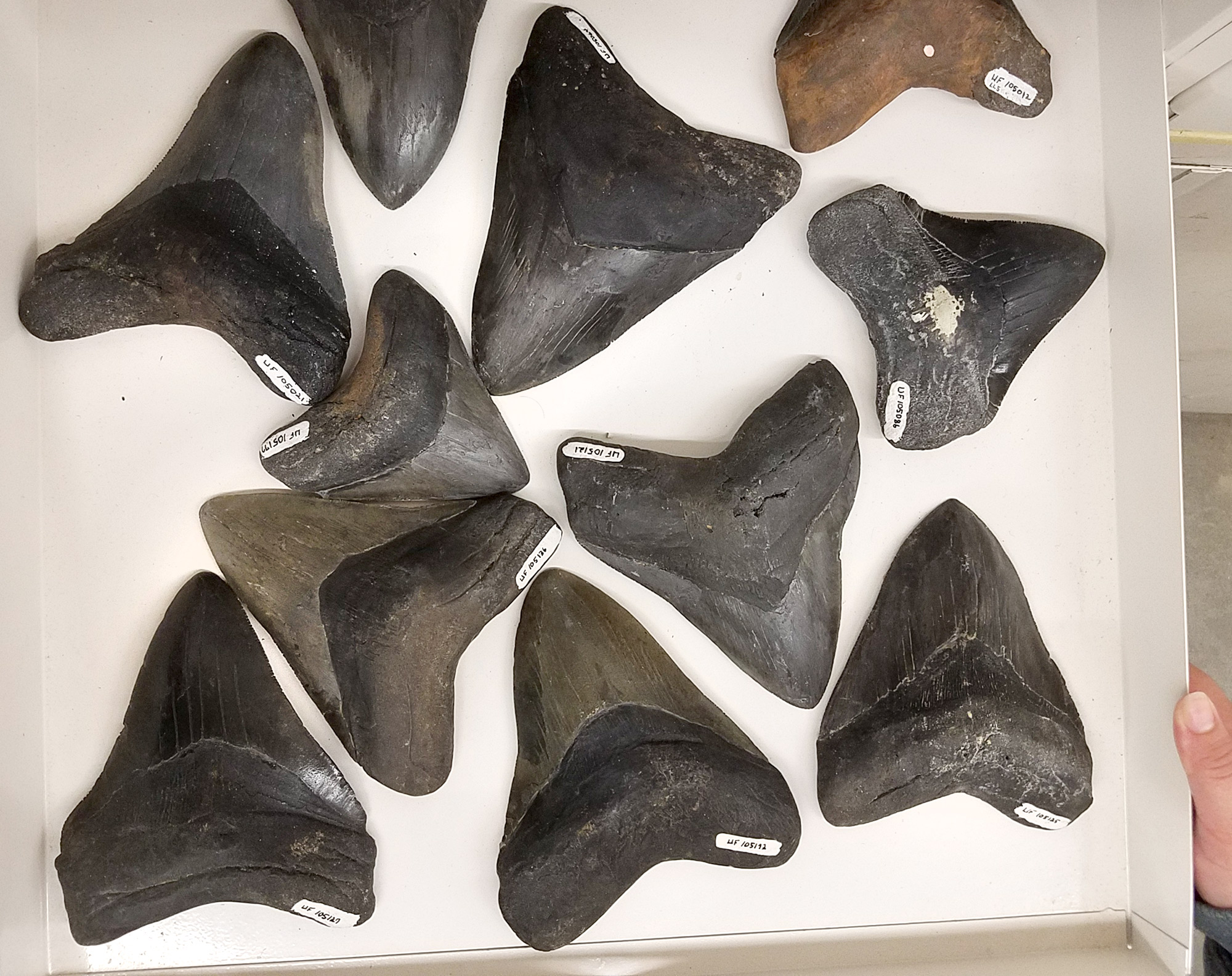 Are shark teeth fossils true fossils? – Florida Museum Science