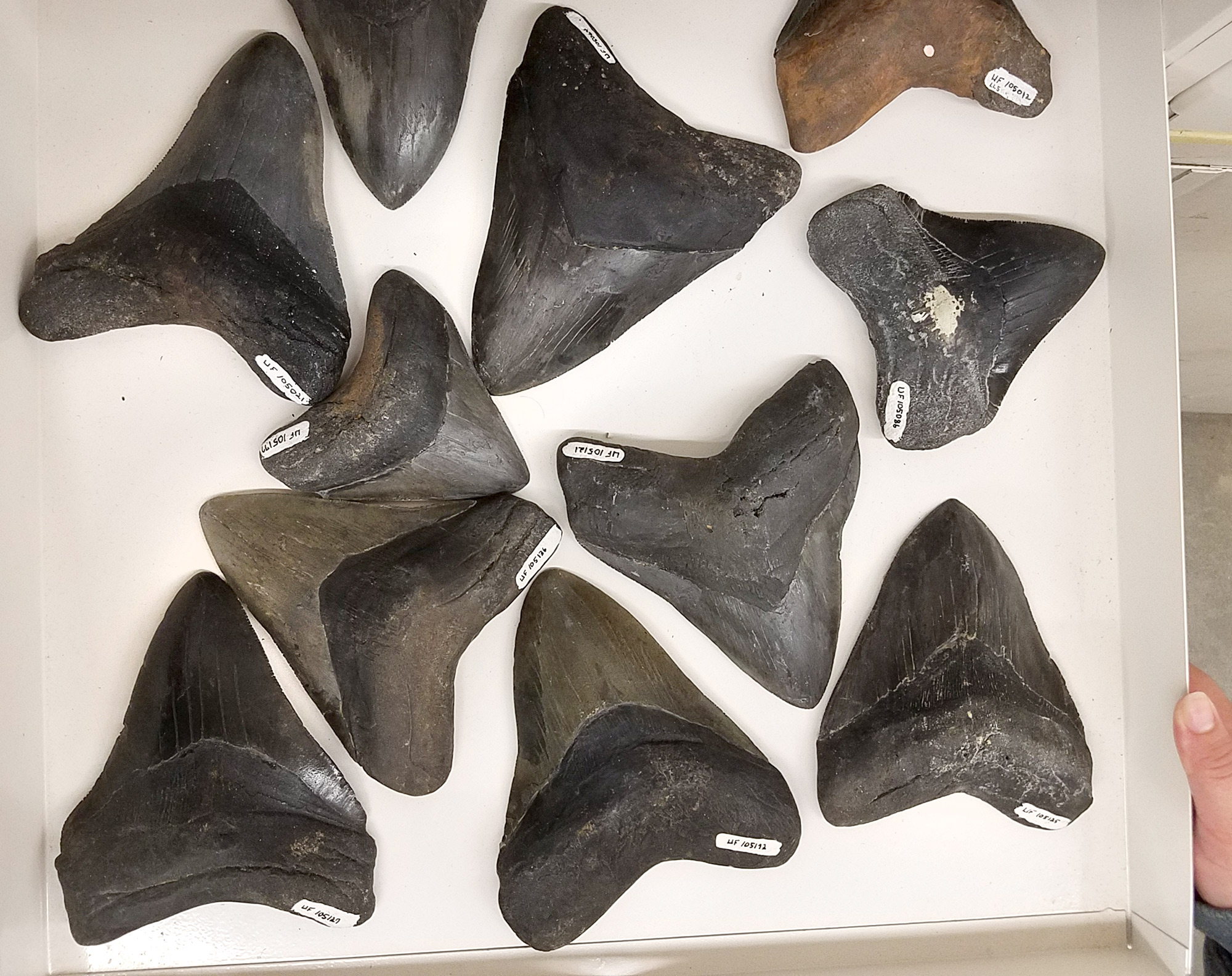 shark teeth fossils