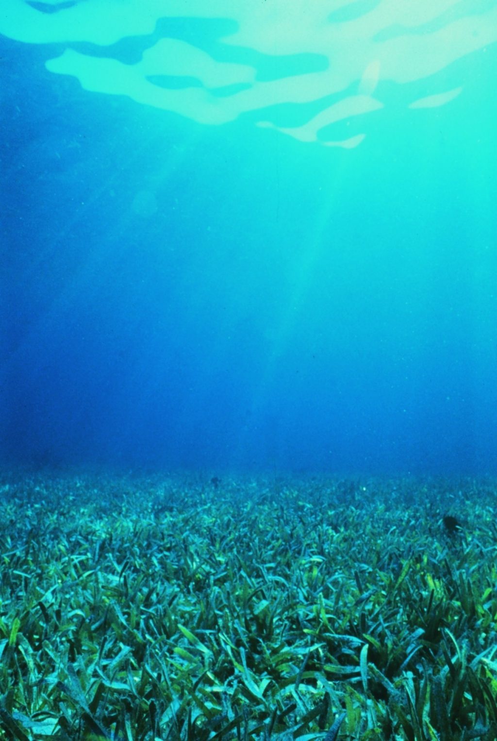 underwater image of seagrass bed
