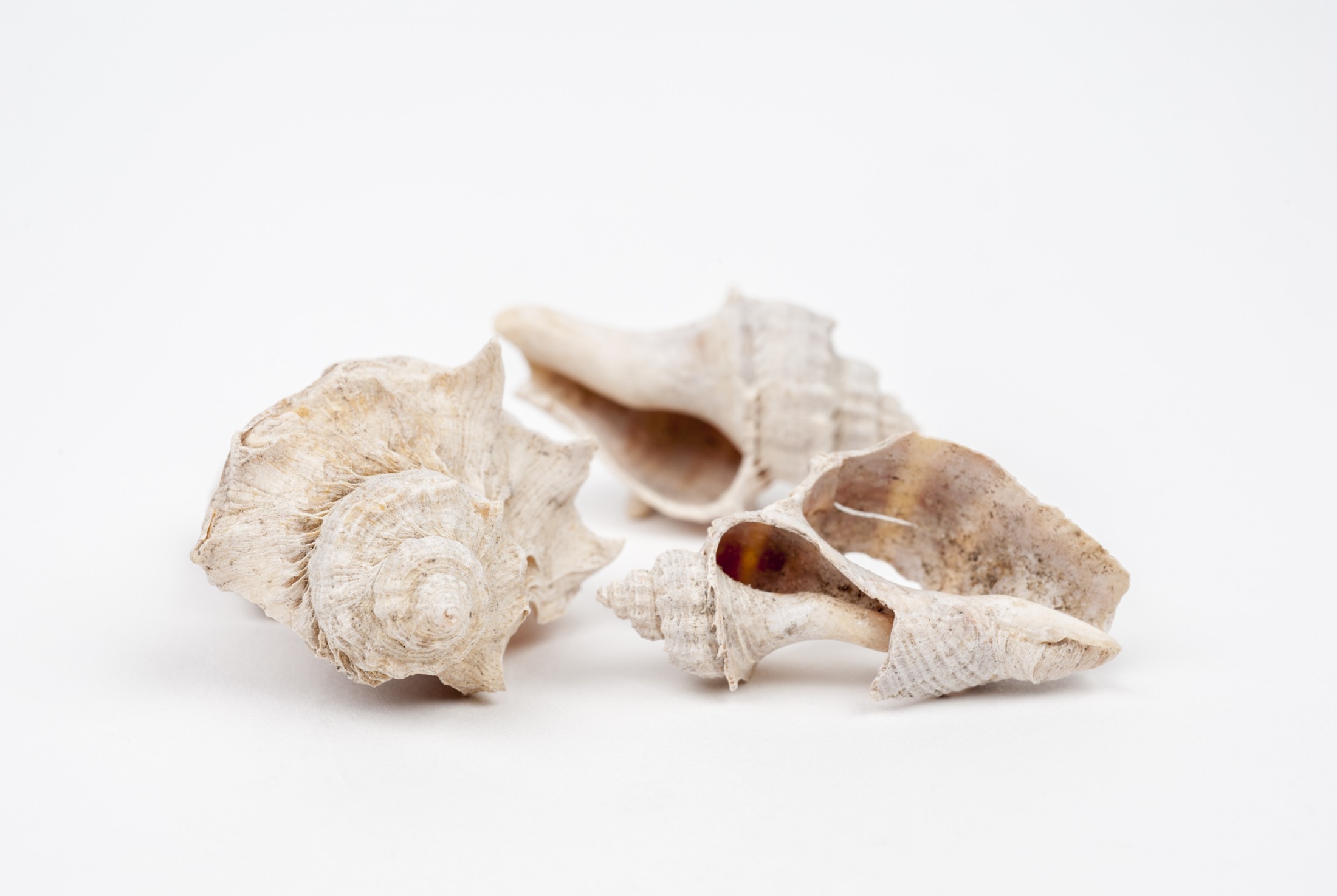White shells from the environmental archaeology collection