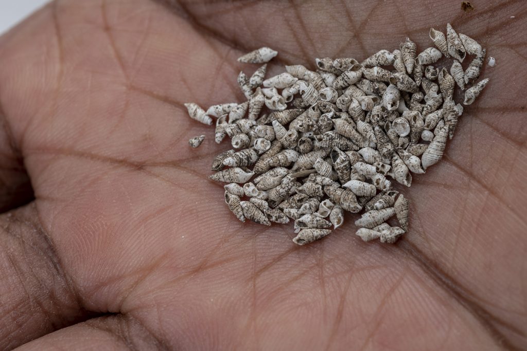 Small snail shells in a researcher's hand