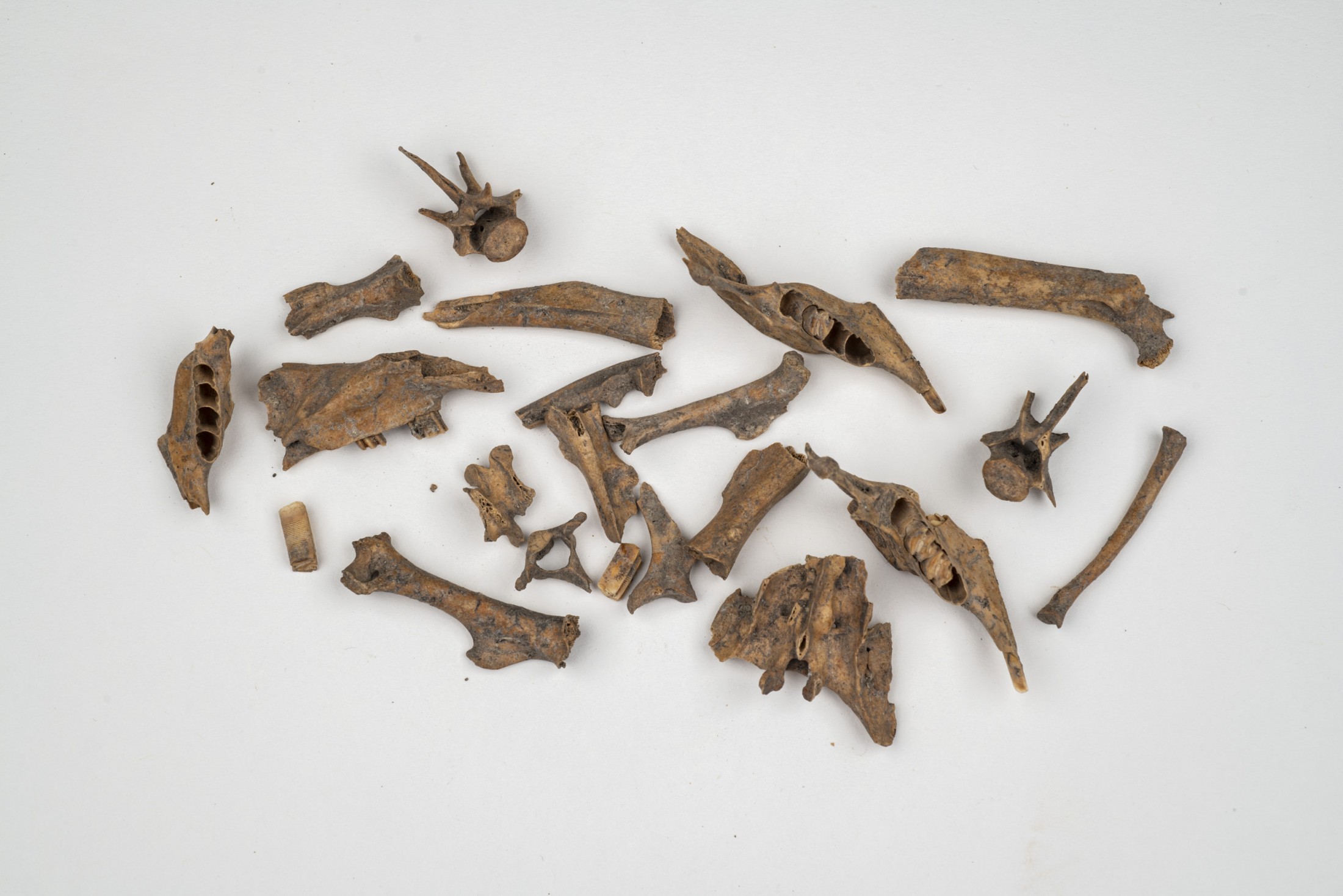 Small rodent bones against a white background