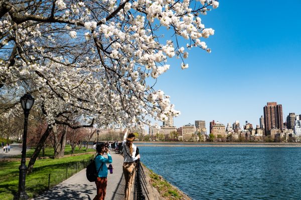 blossoming tree with New York in background