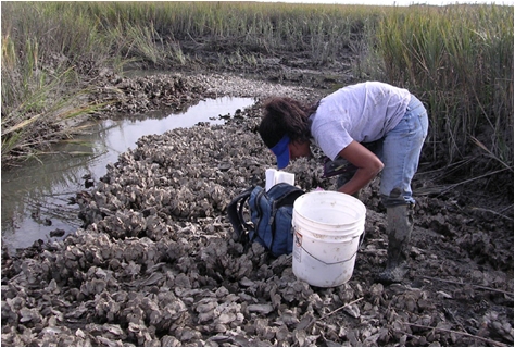 A researcher in the field examines oysters