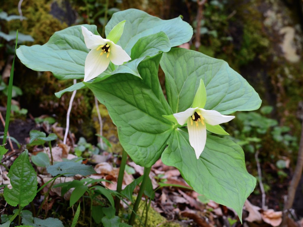 white flowers in woods