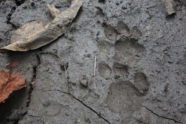 tiger prints in mud