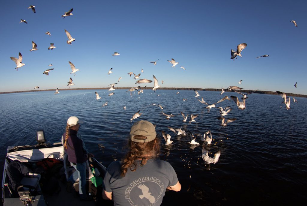 birders on boat among gulls