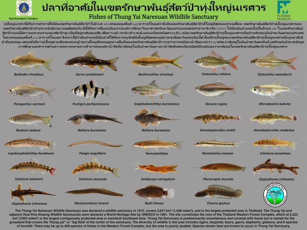 poster showing the freshwater fishes of Thung Yai