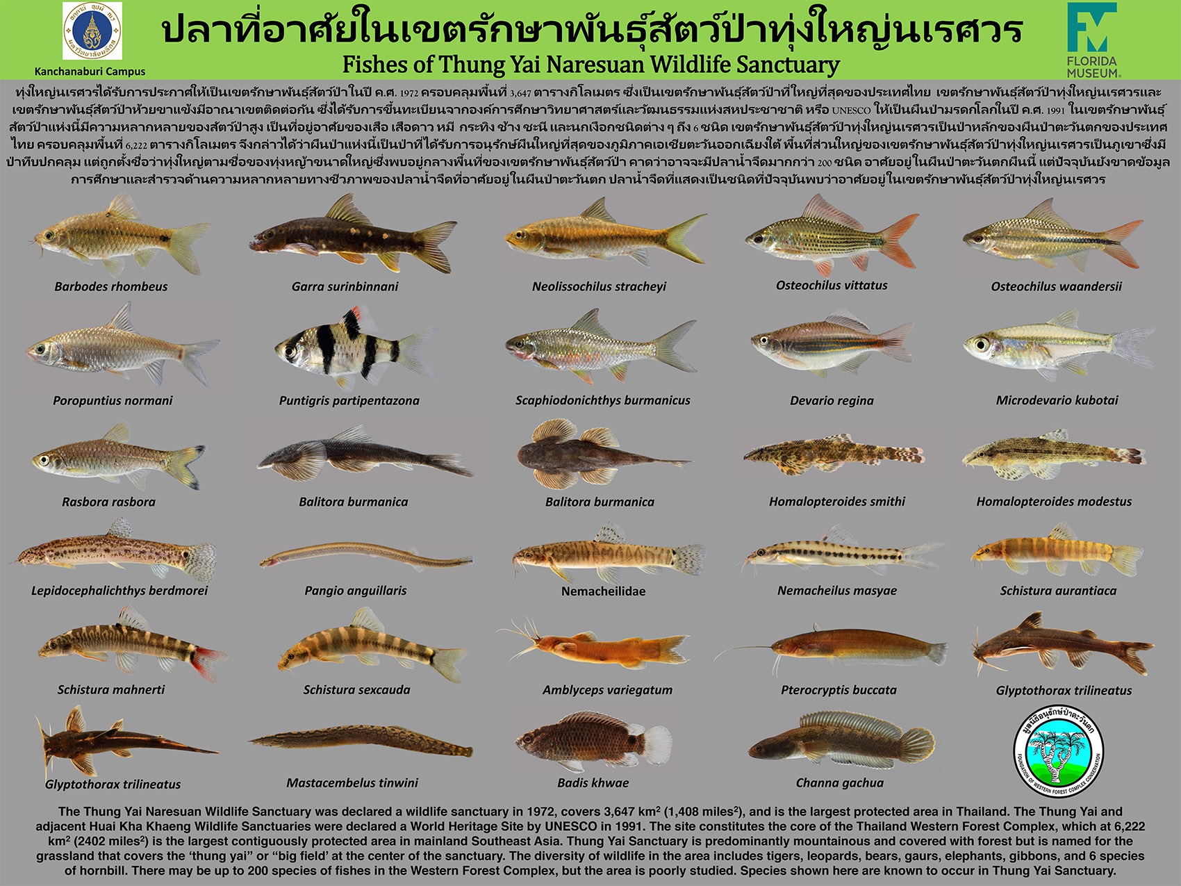 Netherworldly' freshwater fish named for Thai conservation