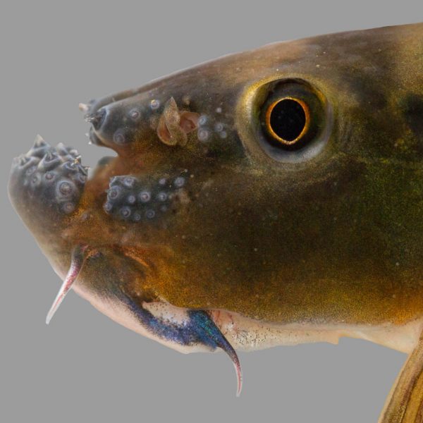fish face in profile