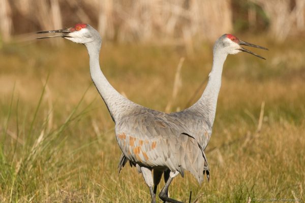 a pair of sandhill cranes