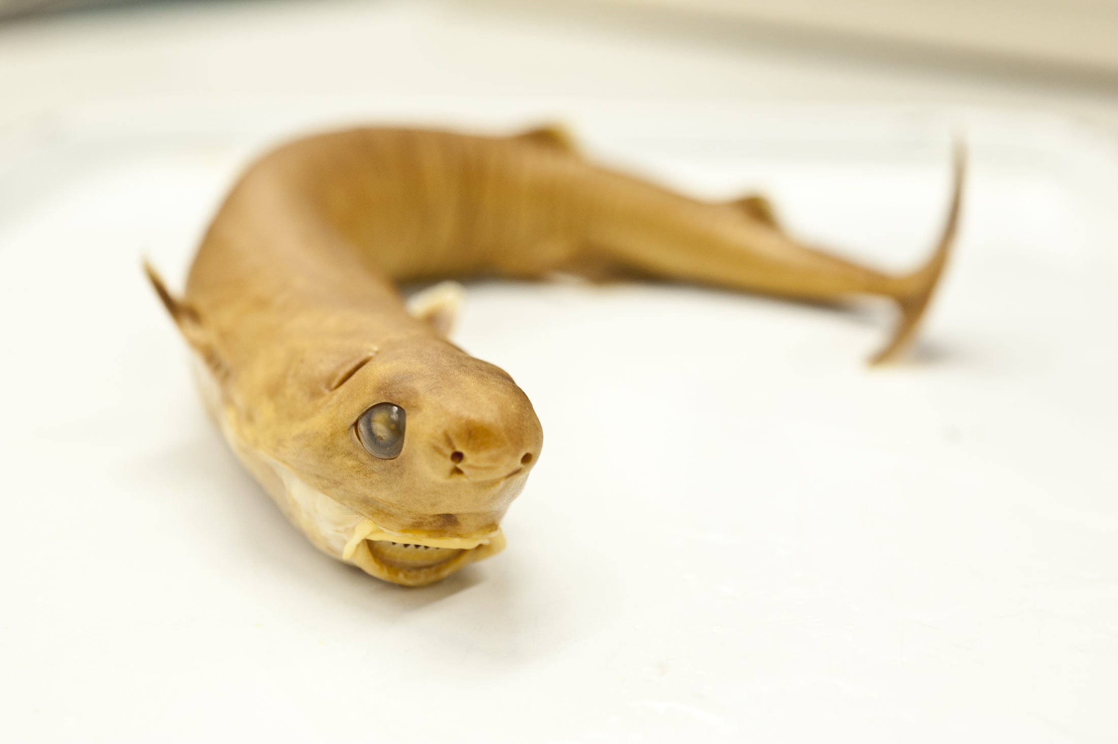 The yellow-colored cookiecutter shark is long and thin, with small fins along its back and sides. Its eyes are cloudy and its mouth has many sharp-looking teeth