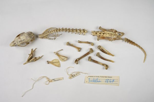 hutia bones