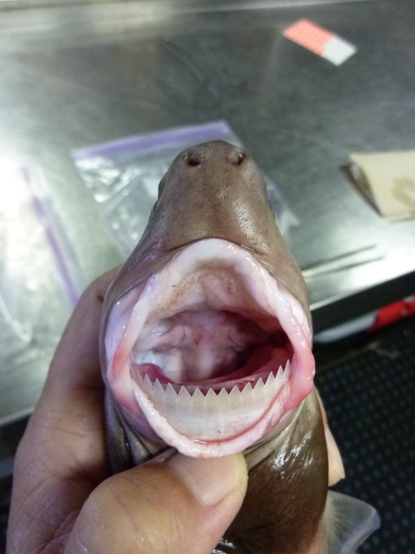 Shark Attacks Remained Low In 2019 But Bites From The Elusive shark-attacks-remained-low-in-2019-but-bites-from-the-elusive