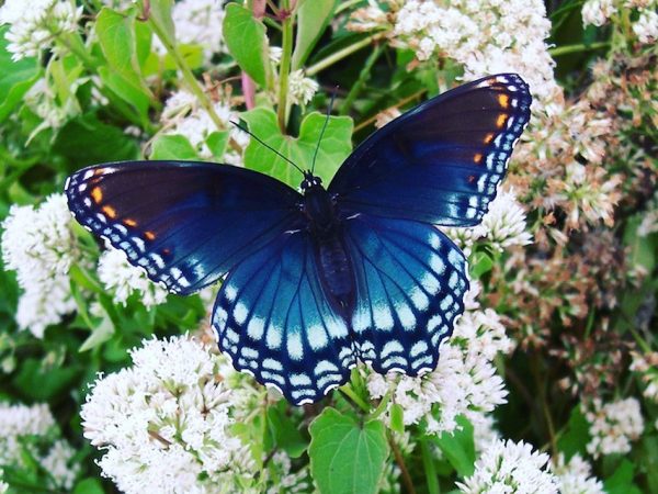 A blue butterfly rests on a plant