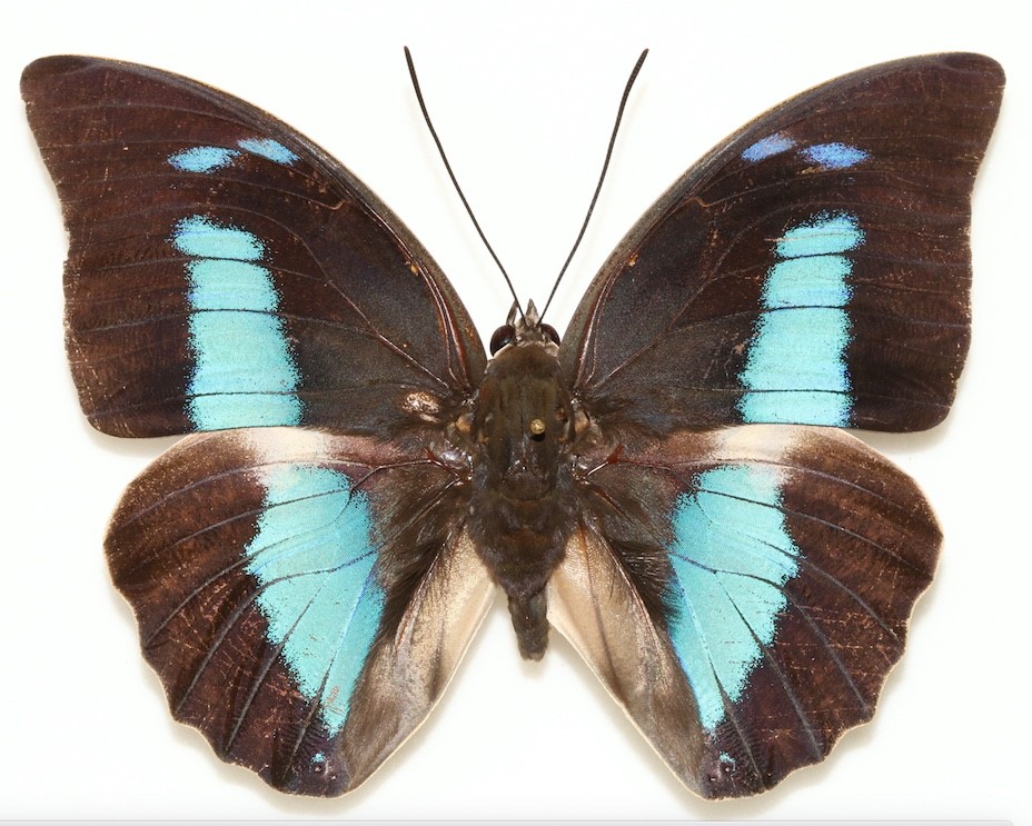 A close-up of a blue and black butterfly
