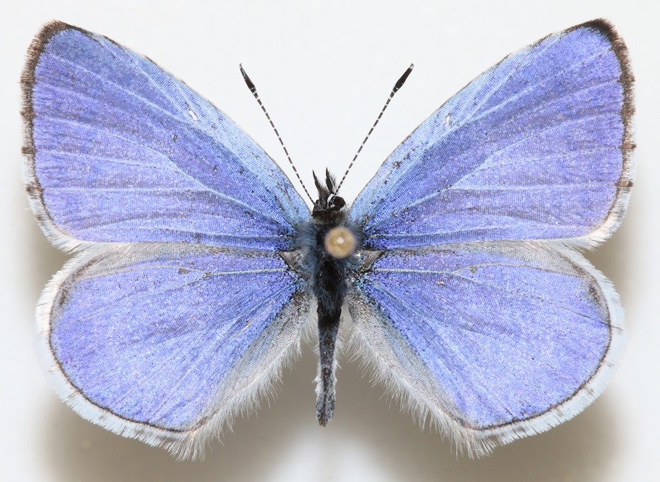 A close-up of a blue butterfly