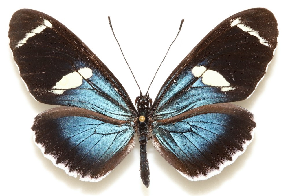A blue and white butterfly