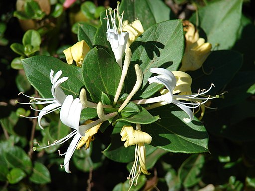white flowers