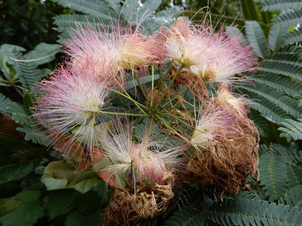 puffy pink and white flowers