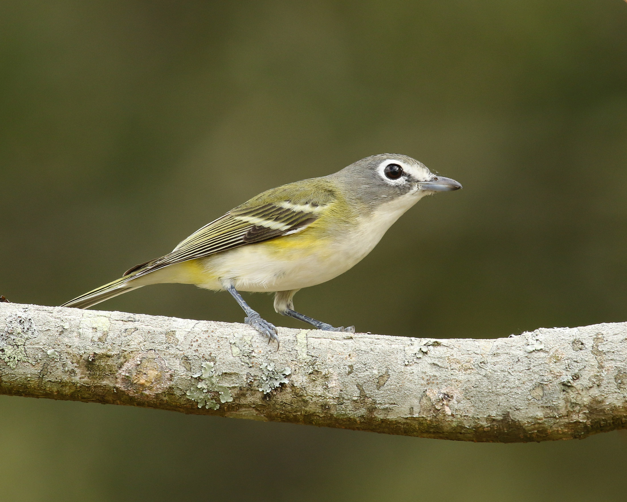 A yellow, gray, brown, and white bird stands on a branch pointing its head to the right side of the frame
