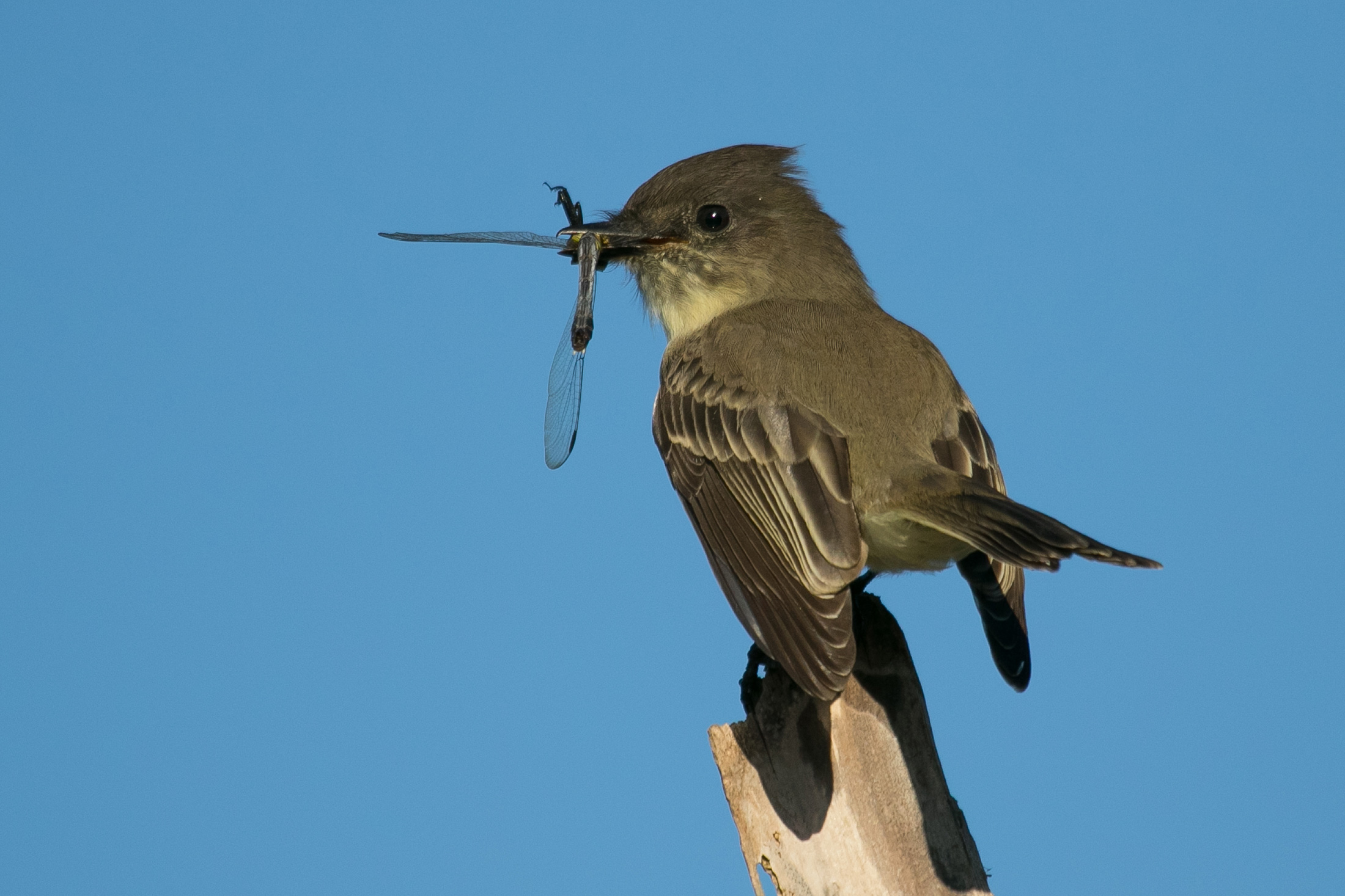 The bird stands on a perch looking left with a dragon fly sticking out of its mouth