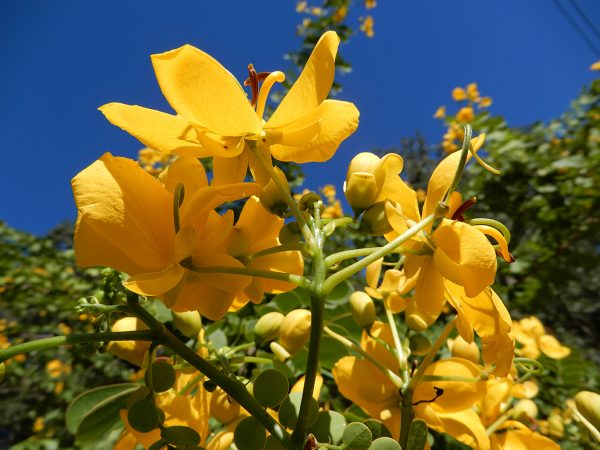 yellow flowers